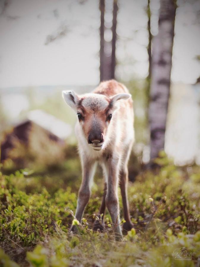 Beautiful Rural Experience With Reindeer Villa Tervola Dış mekan fotoğraf