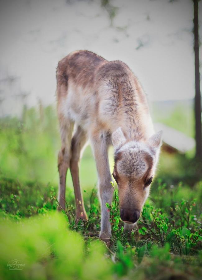Beautiful Rural Experience With Reindeer Villa Tervola Dış mekan fotoğraf